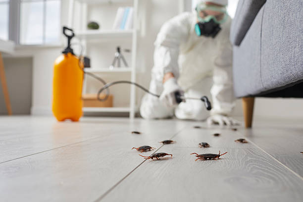 Commercial Rodent Management in Fife Heights